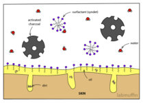Activated Charcoal in Skincare: The Science
