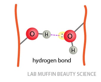 hydrogen bond