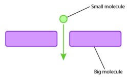 Skincare Layering: Not Actually About Molecular Size