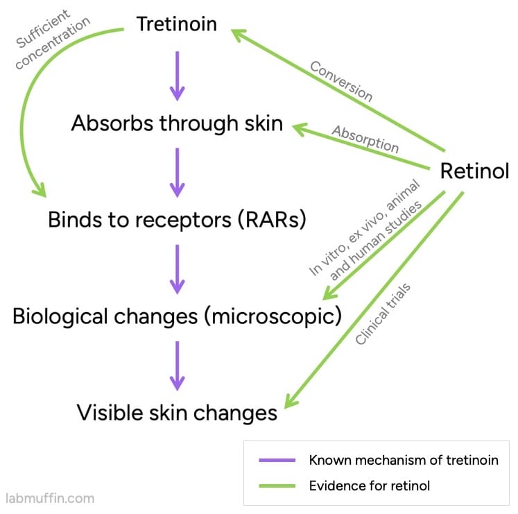 retinol mechanism of action