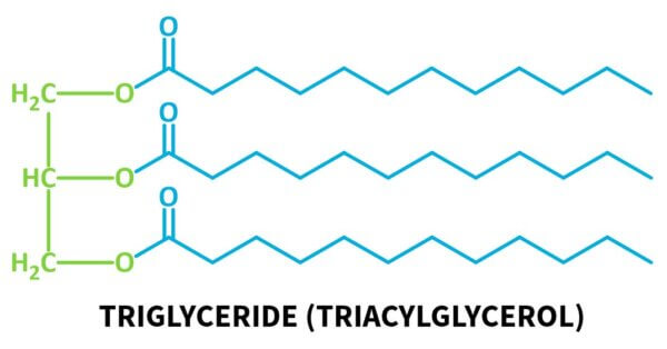 triglyceride