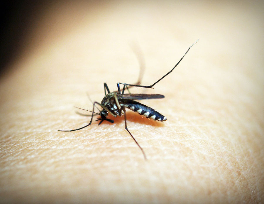 Which Natural Mosquito Repellents Actually Work?