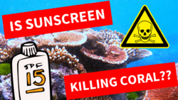 Is Your Sunscreen Killing Coral? The Science (with Video)
